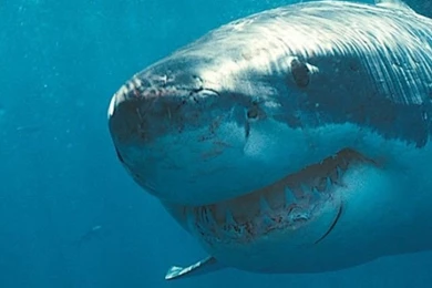 Shark iPhone 5 Wallpapers