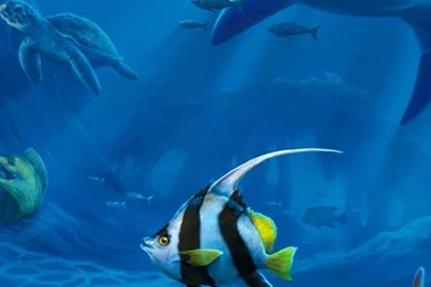 Shark in Perth Western Australia 640x1136.jpg