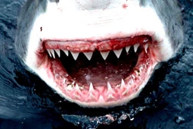 Shark Iphone Wallpapers Hd   ... Shark Pit wrestling Iphone Hd ...