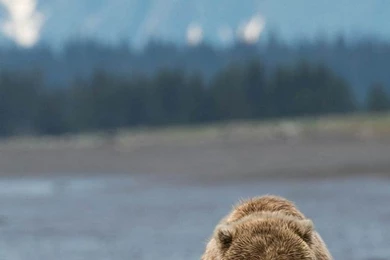 Trees Forest Animals Grizzly Bears Rivers Skies Wallpapers