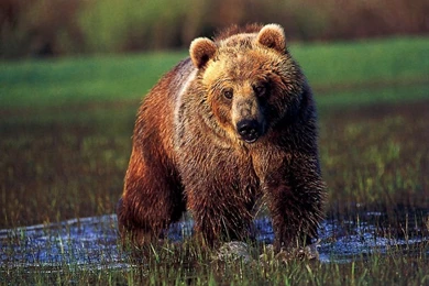 Grizzly Bear Clipart   Wallpaper.