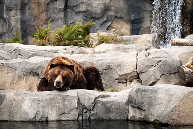 Grizzly Bear Wallpapers   Animal Wallpapers