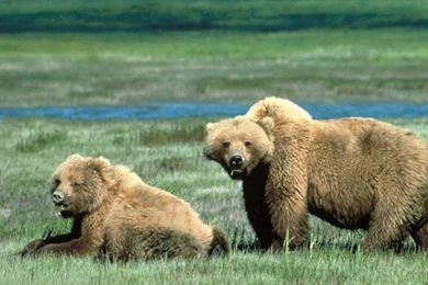 Grizzly Bear Wallpapers   Animals Town