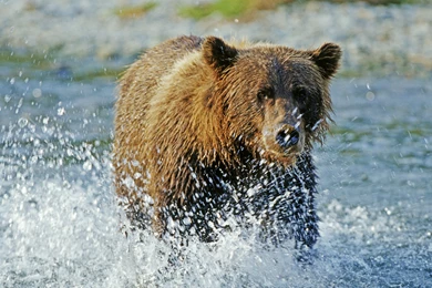 Download Wallpapers 3840x2160 Bear, Grizzly Bear, Water, Spray ...