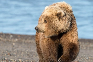Beautiful Grizzly Bear   3840x2160   4K 16/9 (Ultra HD, UHD ...