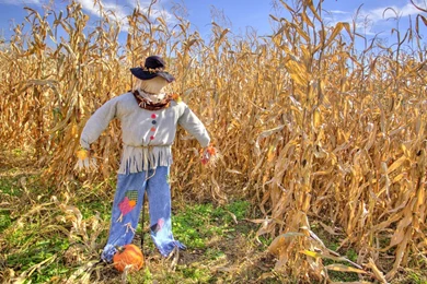 Scarecrow Wallpapers