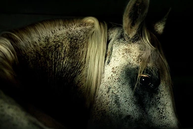 Paint Horse Wallpapers   , New Wallpapers, New Wallpapers