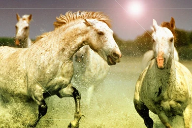 Windows 7 Thoroughbred Horse Desktop Wallpapers