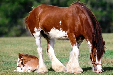 Top Download Wallpapers 1600x1200 Horse Images For Pinterest