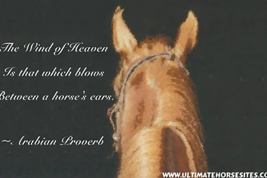 Horse Desktop Backgrounds