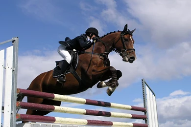 Wallpaper, Horse, Desktop, Background, Computer, Animal (