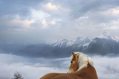 Horse Wallpapers   778451