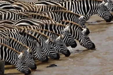 Desktop Wallpapers · Gallery · HD Notebook · Zebras For Watering ...
