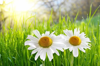 White Daisies HD Wallpapers & Beautiful Flowers Pictures