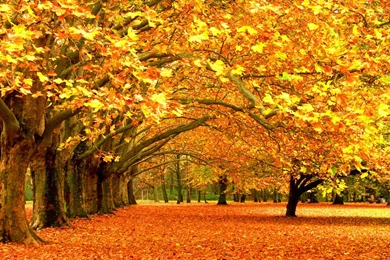 Autumn Tree Wallpapers