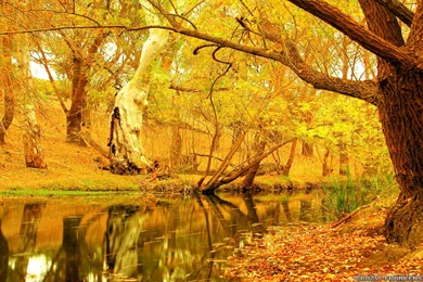 Yellow Autumn Tree Wallpapers