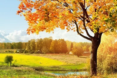A Beautiful View Of Colorful Autumn Trees HD Desktop Wallpapers ...