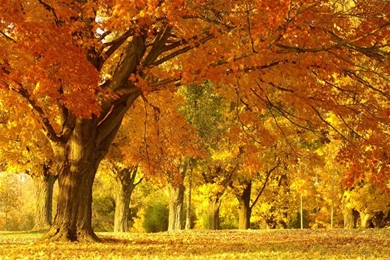 Download Autumn Trees Wallpapers In HD