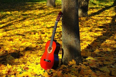 Latest Guitar Hd New Wallpapers Free Download