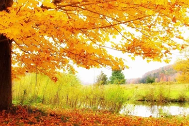 YouWall   Autumn Tree And Lake Wallpapers   Wallpaper,wallpapers ...