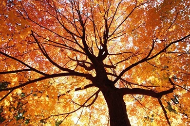Top Autumn Trees I Want Images For Pinterest