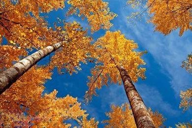 Top Alizee 35 Hd Wallpaper Images For Pinterest