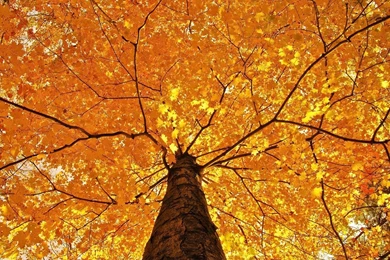 Autumn Tree Wallpapers   Photography Wallpapers
