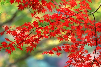 Trees In Autumn   Autumn Wallpapers (22174466)   Fanpop