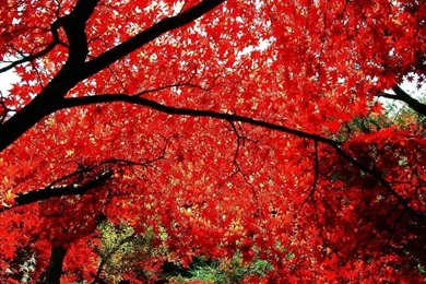 YouWall   Autumn Tree Wallpapers   Wallpaper,wallpapers,free ...