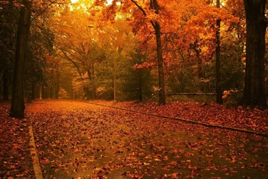 Top Autumn Trees Background Images For Pinterest