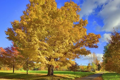 YouWall   Autumn Trees Wallpapers   Wallpaper,wallpapers,free ...