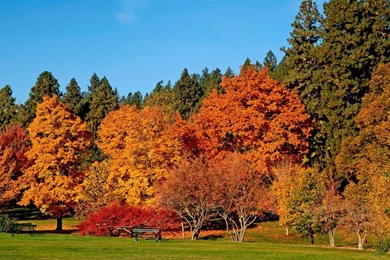 Autumn Trees Wallpapers
