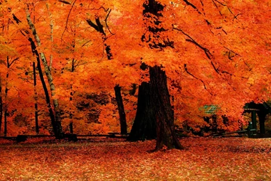 Autumn Trees Wallpapers Widescreen   Wallpaper.