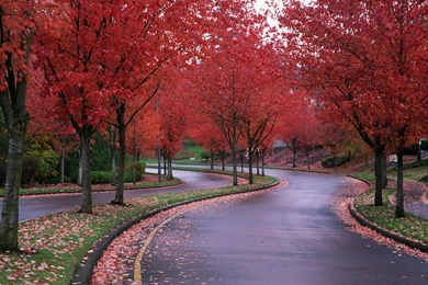 Wallpapers Autumn, Tree, Arizona, USA, Road, Autumn Trees Along The ...