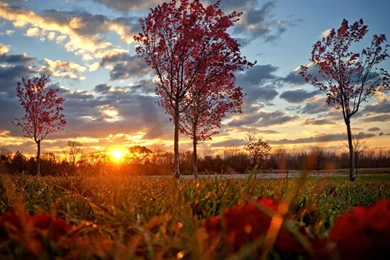 Sunset And Autumn Tree HD Wallpapers 1080p