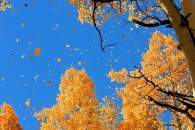 Autumn Wallpapers: Lovely Autumn Park River Stones Cascade ...