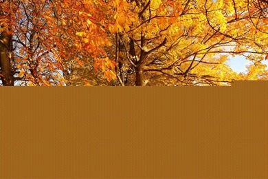 Scotland, Motherwell, Nature Forest Autumn, Trees, Yellow Leaves ...