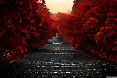 Autumn Honshu Island Japan Red Trees HD Wallpapers