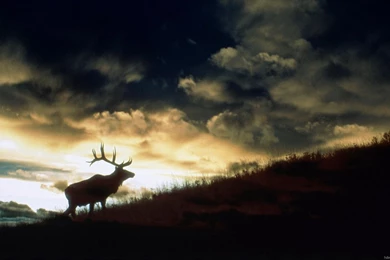 Animals HD Wallpapers, Full HD 1080P Wallpapers, 1920X1080 ...