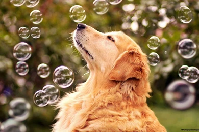 Dog Desktop Wallpapers