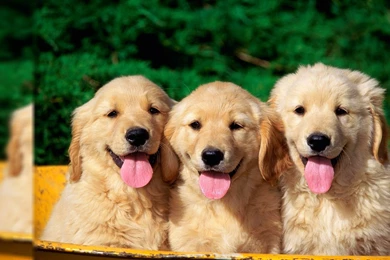 Dog Desktop Wallpapers