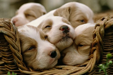 Cute White Dogs Desktop Backgrounds Desktop Backgrounds HQ ...