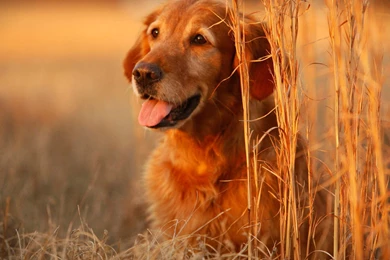 Dogs Wallpapers HD Pictures