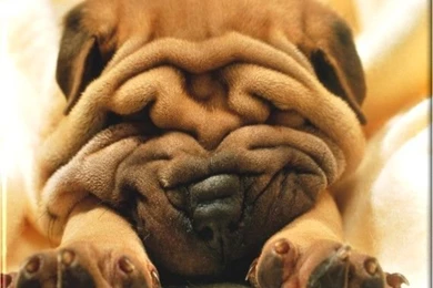 Dog Wallpapers Desktop. Desktop Wallpapers Dog. 570x500px