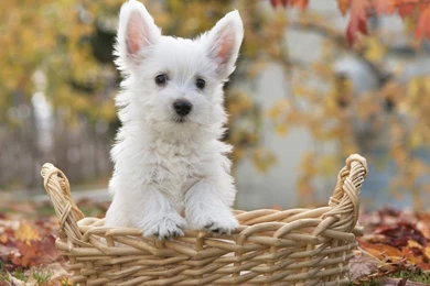 Poodle Dog Desktop Wallpaper, Poodle Dog Images, New Wallpapers