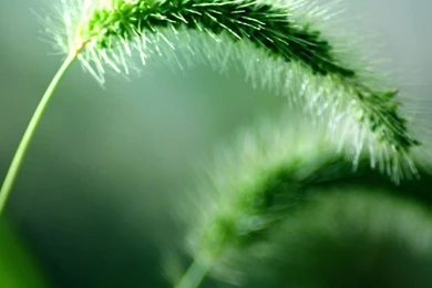 Fresh Wild Plants HD Desktop Wallpapers : High Definition ...