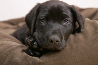 2473 Dog HD Wallpapers