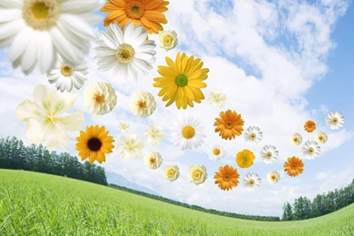 Fresh Green Wallpapers Wallpapers   HD Wallpapers 85213