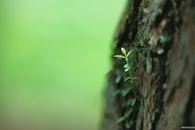 Free Wallpapers   Free Nature Wallpapers   The Fresh Green Shoots ...