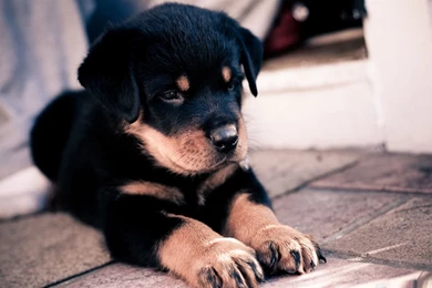 Rottweiler Dog Desktop Wallpapers